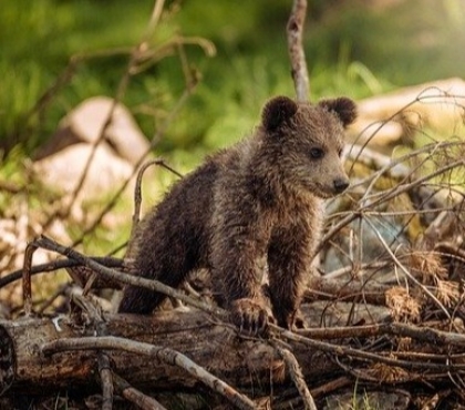 Отделались легким испугом: туристы на Таганае повстречали медведя