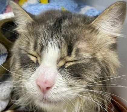 В Челябинске спасли кота Беляша, которого постирали в машинке-автомат