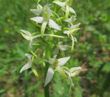 В Челябинской области северная орхидея зацвела на две недели раньше срока