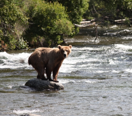 Жители Челябинской области просят Текслера спасти медвежонка, которого могут убить браконьеры