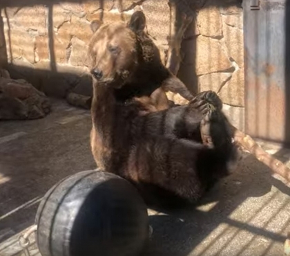 Медведица-метеоролог Бусинка из челябинского зоопарка идет на поправку после криминального отравления