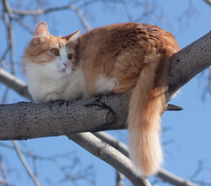Искала целую неделю: в Челябинской области полицейские сняли с дерева сбежавшего кота и вернули хозяйке