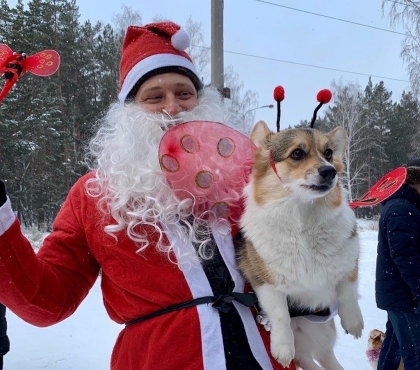 Корги-бабочки и корги-зайцы: в Челябинске устроили костюмированный парад самых милых собак