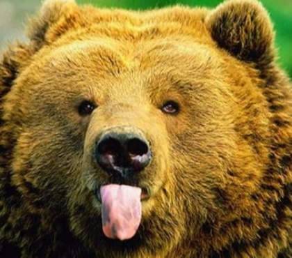 На Южном Урале медведь съел часть фотоловушки, в которую угодил