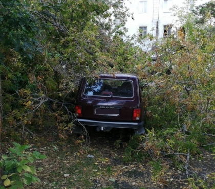 Самая удачная «Нива» в России: на авто пенсионера рухнуло дерево, но машина не пострадала