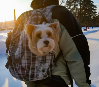 В Челябинске сняли на видео, как хозяин катался на коньках вместе с псом в рюкзаке
