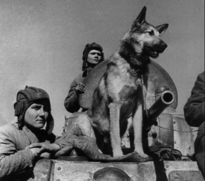 На День фронтовой собаки в челябинский исторический музей разрешили приходить с собаками