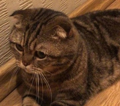 В Челябинске спасли шотландского вислоухого кота, найденного в мусорном пакете