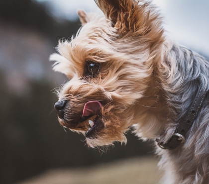Супер-кусака: челябинские ветеринары помогли собаке с двумя рядами зубов