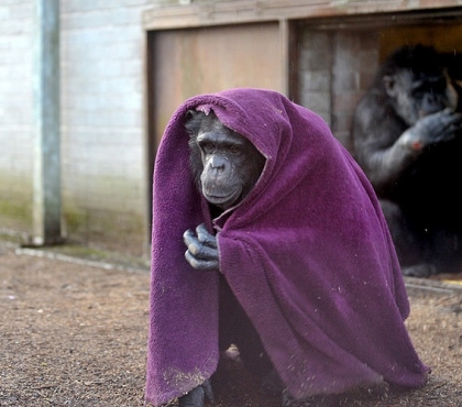 В челябинском зоопарке объявили сбор пледов для обезьян
