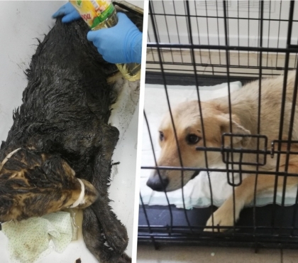Измазавшаяся в гудроне собака, которую спасли челябинцы, пошла на поправку