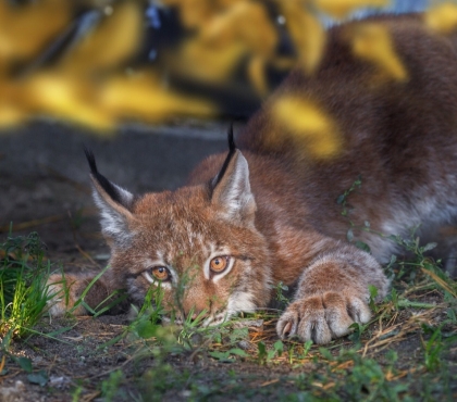 В Челябинский зоопарк из Ижевска привезли котенка-рысь