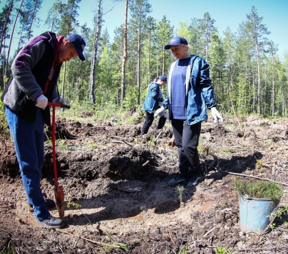 В Челябинском городском бору высадили более 1 300 сосен на месте пожара