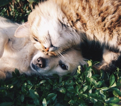 Стало известно, кого больше любят в Челябинске — кошек или собак