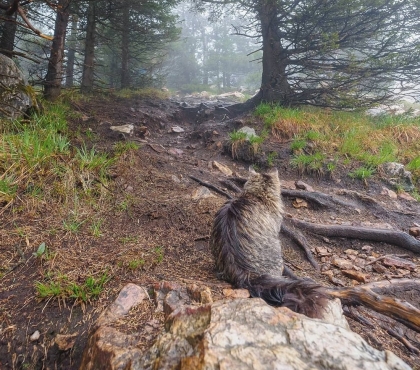 В нацпарке Зюраткуль поселился горный кот, который провожает туристов до вершин