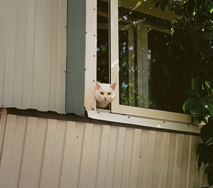 Я фотографию кошек в окошках: странный фотопроект челябинца набирает популярность в ВК