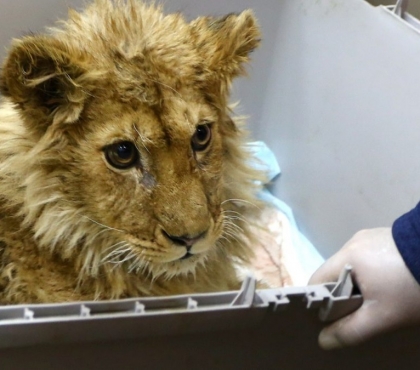 Полиция начала поиски фотографа, который искалечил львенка Симбу