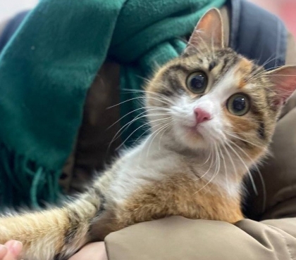 Не могла выбраться несколько дней: студенты-биологи спасли застрявшую между плитами кошку