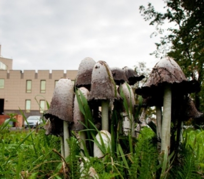 Урожай грибов на Урале: Общество: Облгазета