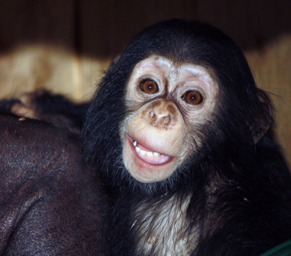 Шимпанзе из челябинского зоопарка переехала в Ростов-на-Дону к жениху