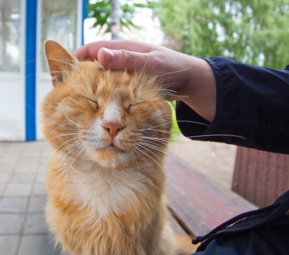 Жители Челябинска смогут бесплатно привить от бешенства своих собак и кошек