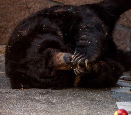 Поправился и готовится к зиме: челябинский зоопарк показал медведя Харитона после отравления