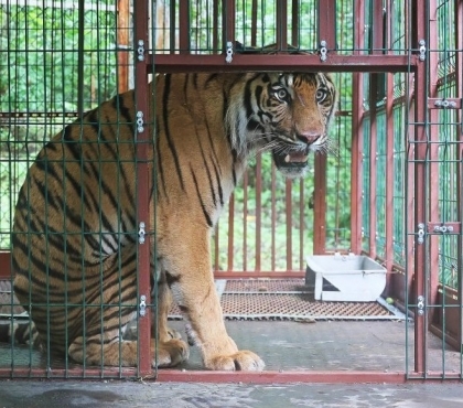 Ветеринары показали, как обжился в тайге тигр Гектор, спасённый в Челябинске