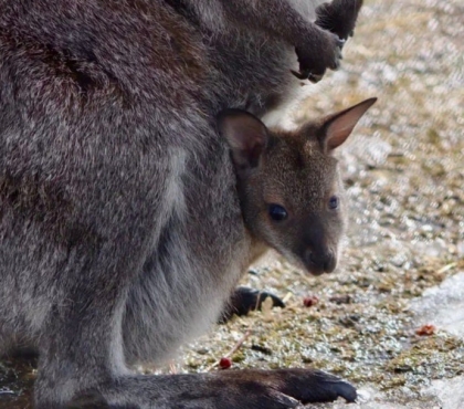 За удачными кадрами охотились месяц: в челябинском зоопарке сфотографировали детенышей кенгуру, которые редко показываются посетителям