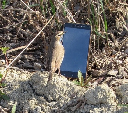 Копейская фотоохотница выманила птицу варакушку с помощью смартфона
