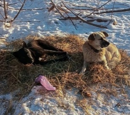В Челябинске супружеская пара построила будки для бездомных собак, чтобы они не замерзли зимой