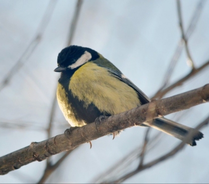 Весна близко: в «Таганае» птицы «запели» на неделю раньше срока