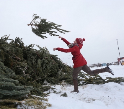 Челябинцам предлагают сдать новогодние елки на переработку