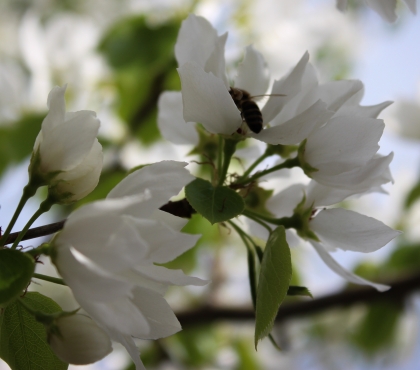 Весна в разгаре: любуемся фотографиями цветущих яблонь в Челябинске