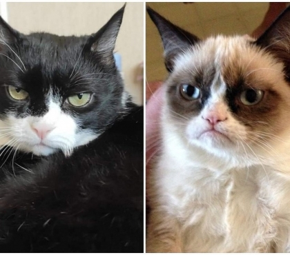 Южноуральский Grumpy Cat: в Челябинске нашли двойника знаменитого кота-мема