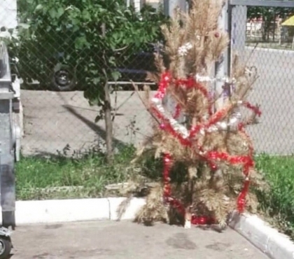 «Очередной слабак»: челябинец выбросил новогоднюю ёлку в середине июля
