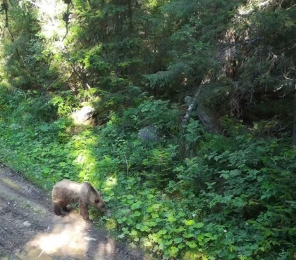 Таганайский медведь искал, где переждать жару, и попался в фотоловушку