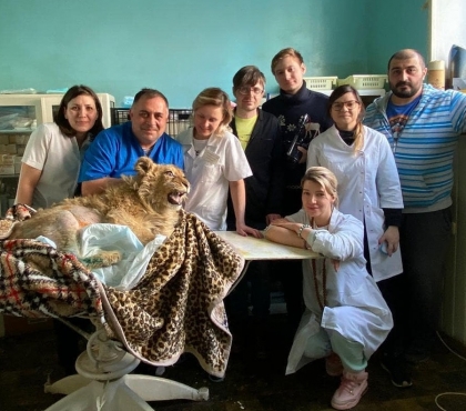 В Челябинске сделали операцию львенку, которого замучил пляжный фотограф