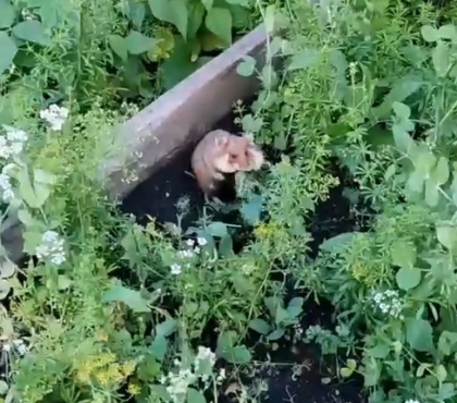 В Челябинске засняли в саду дикого хомяка, поедавшего горох