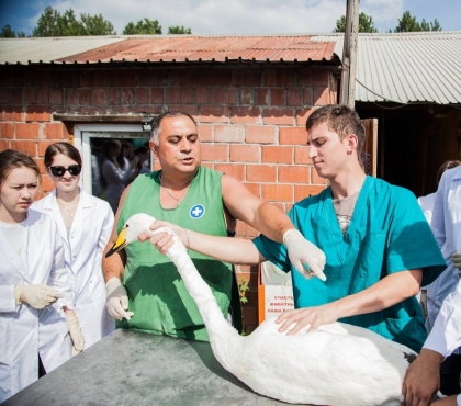 Научим, как законно совершать добрые дела: в Челябинске открывается школа зооволонтеров
