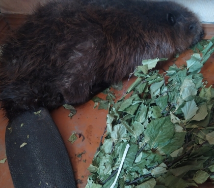 Копейский ветеринар спас бобра и назвал его Борисом Валентиновичем