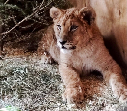 Новый царь: в челябинском зоопарке придумывают имя львёнку