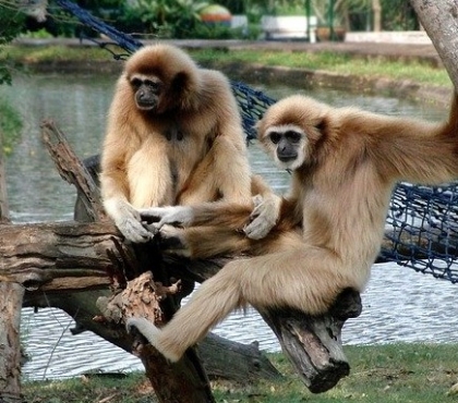 Спасли из переноски для кошек: в Челябинском зоопарке теперь будут жить пять новых обезьян