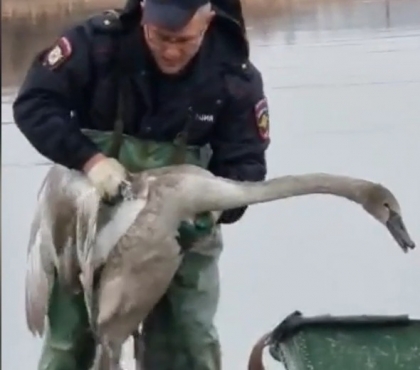 В Челябинской области полицейский спас лебедя