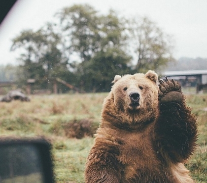 Южноуральцев, которые натыкались в лесу на медведей, просят пройти онлайн-опрос для научного исследования