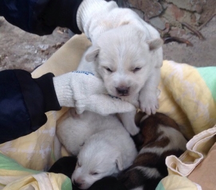 В Челябинске спасли собак, которых живодеры пытали жгучим перцем