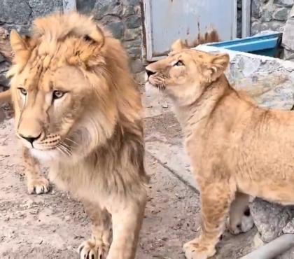 От ненависти до любви: в Челябинском зоопарке рассказали, как складываются отношения молодой пары львов