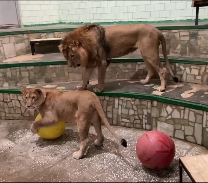 «Как домашние котики»: в Челябинском зоопарке показали львов, играющих с шариками