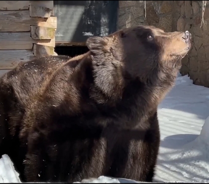 В Челябинском зоопарке вышел из спячки медведь Малыш