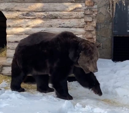 Ровно по календарю: в Челябинском зоопарке проснулся медведь Малыш