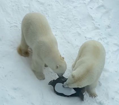 Полюса сошлись: в челябинском зоопарке к белым медведям «подселили» пингвина